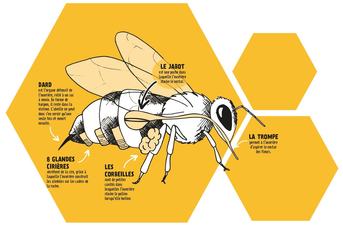 illustration abeille musée